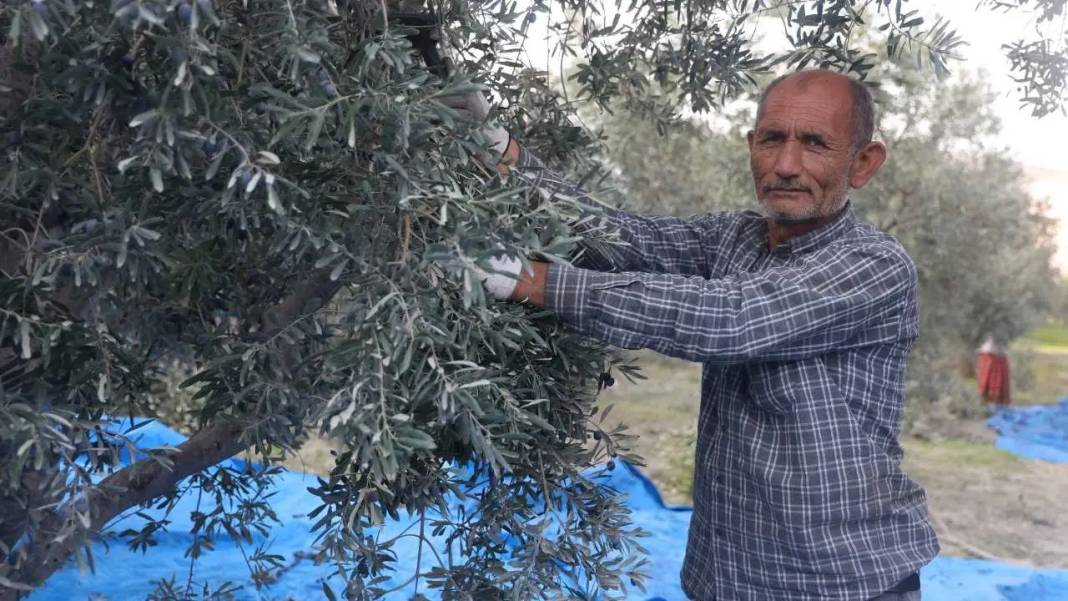 Hatay’da Kuraklık Zeytinyağı Piyasasını Altüst Etti! 1